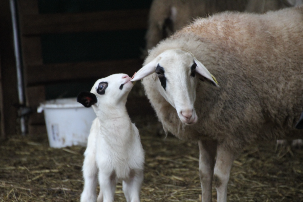 Laine de mouton : isolant en laine animale