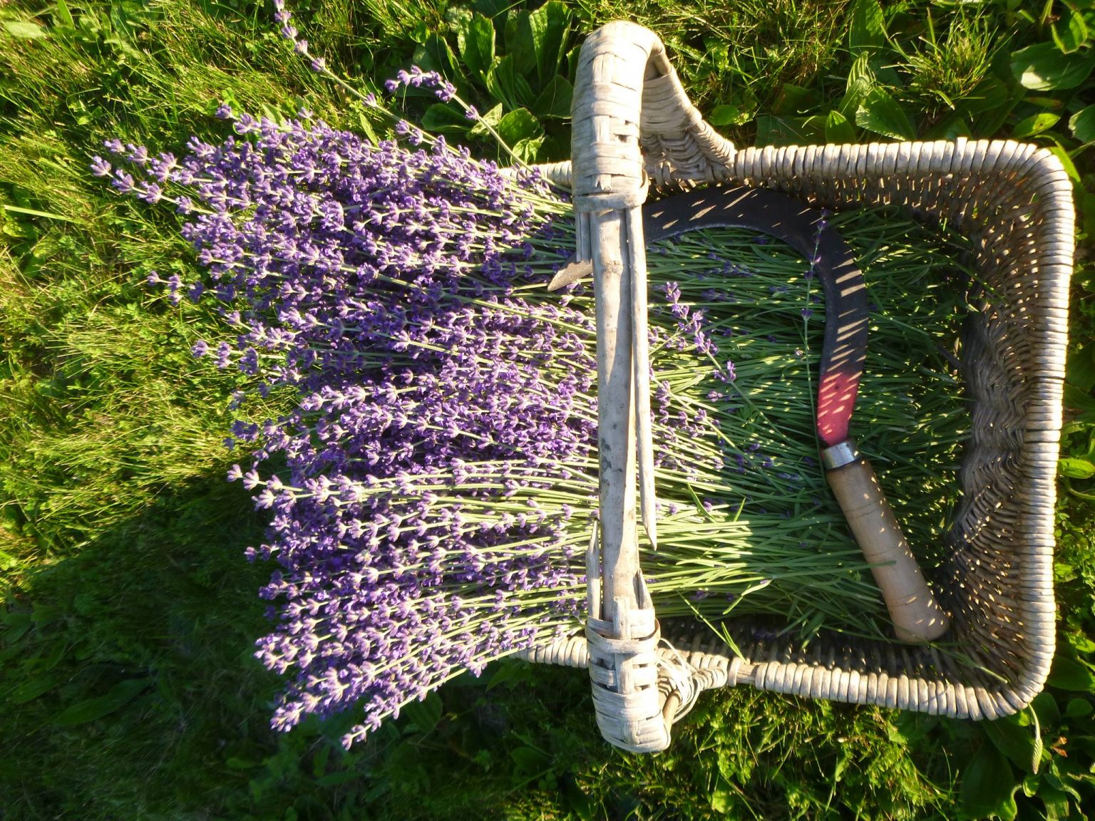 Fleur De Lavandin En Vrac – 5 Kg, Récolte 2024, Lavande Hybride