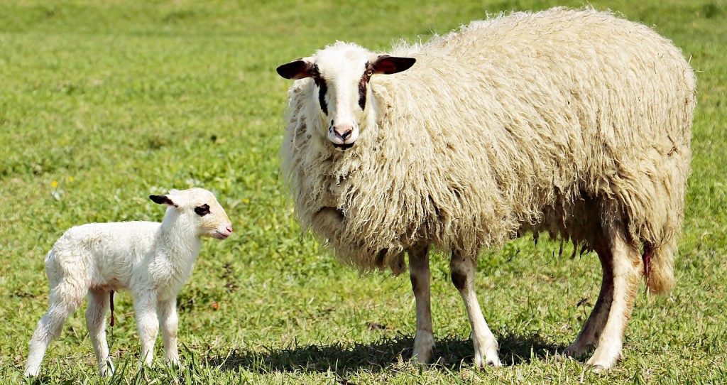 lamb, sheep, animal